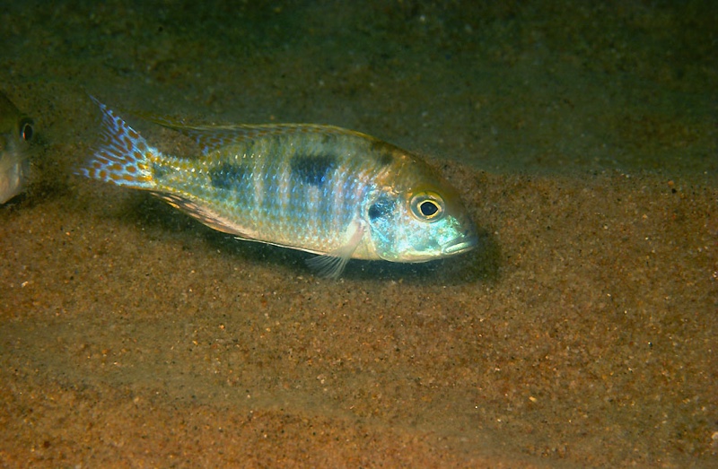 Tramitichromis intermedius 'Lion Point'